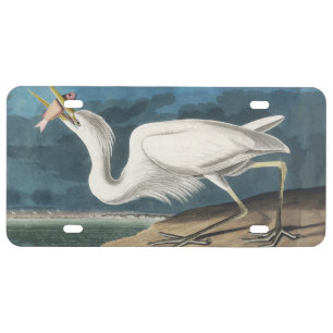Great White Heron Audubon Bird Wildlife Painting License Plate