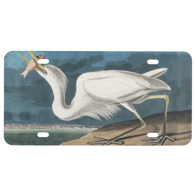 Great White Heron Audubon Bird Wildlife Painting License Plate (Front)