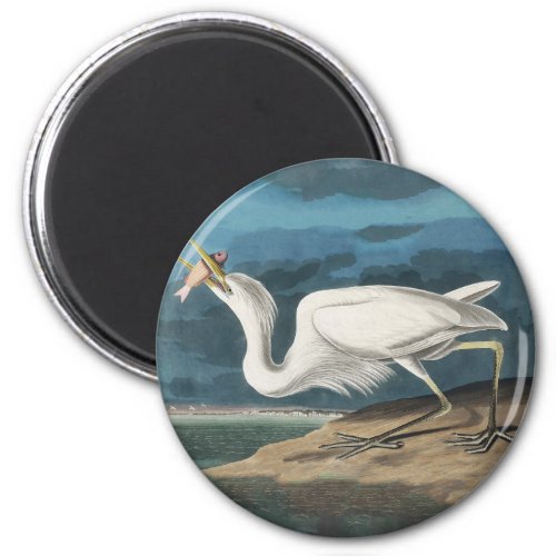 Great White Heron Audubon Bird Wildlife Painting Magnet