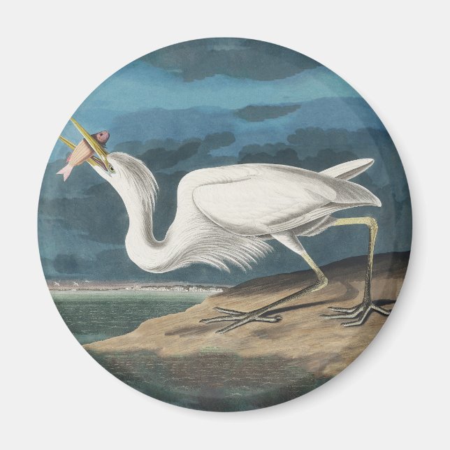 Great White Heron Audubon Bird Wildlife Painting Magnet (Front)