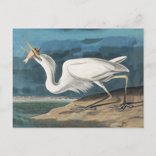 Great White Heron Audubon Bird Wildlife Painting Postcard