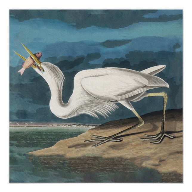 Great White Heron Audubon Bird Wildlife Painting Poster (Front)