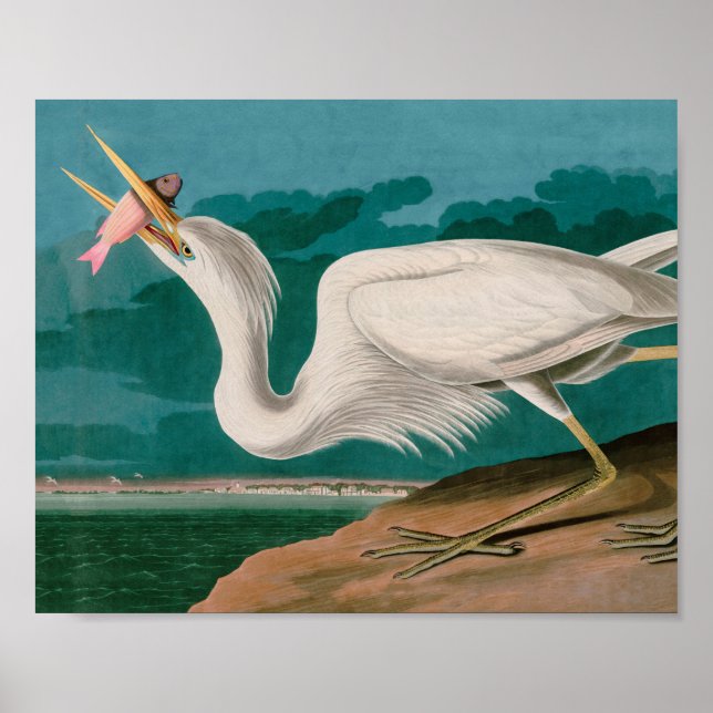 Great White Heron Birds of America Audubon Print (Front)