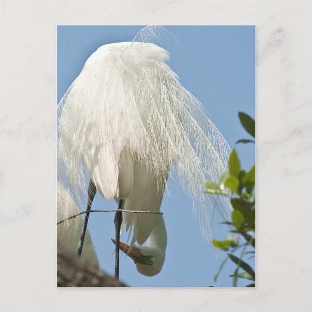 Great White Heron Bottoms Up Postcard (Front)