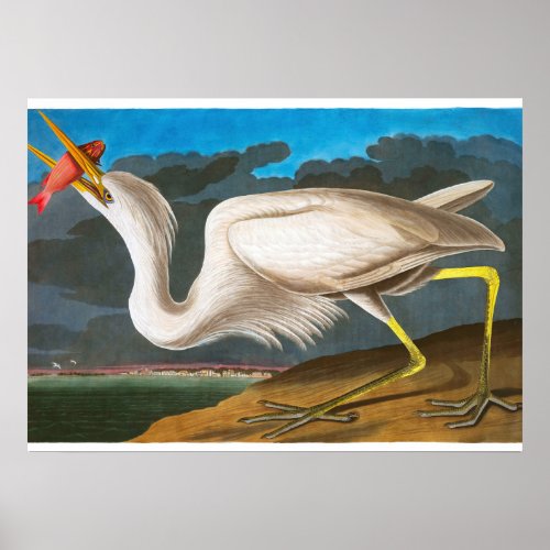 Great White Heron by John James Audubon Poster