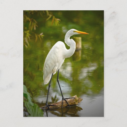Great White Heron on a Log Photograph Postcard