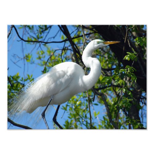 Great White Heron Photo Print