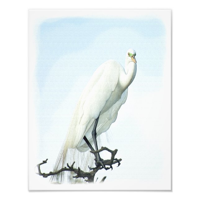 Great White Heron Portrait Photo Print (Front)