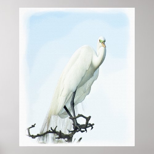 Great White Heron Portrait Poster