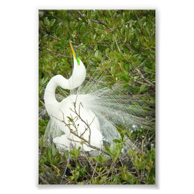 Great White Heron Pose Photograph (Front)