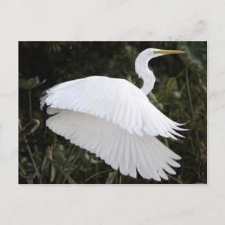 Great White Heron Postcard