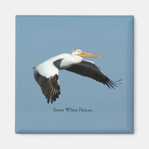 Great White Pelican sky magnet