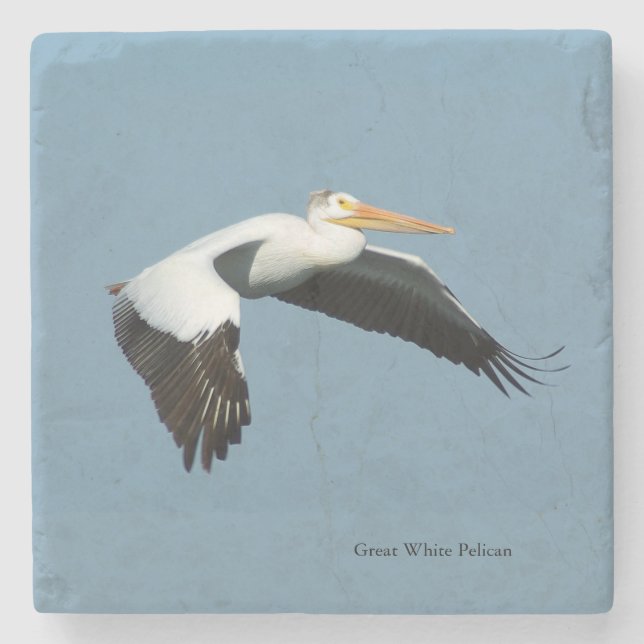 Great White Pelican stone coaster (Front)