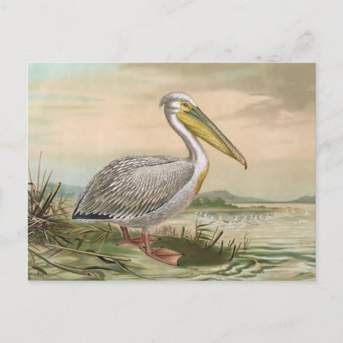 Great White Pelican Vintage Bird Illustration Postcard