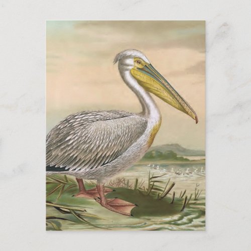 Great White Pelican Vintage Bird Illustration Postcard