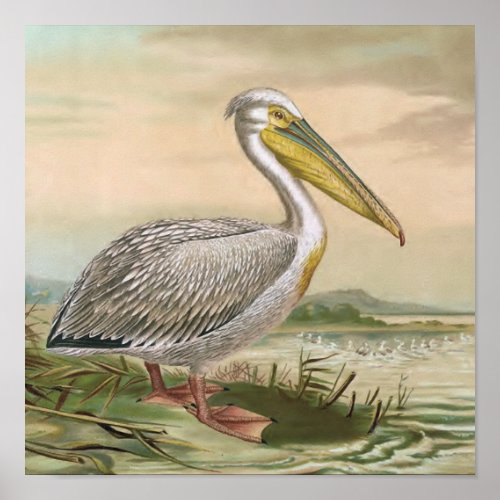Great White Pelican Vintage Bird Illustration Poster