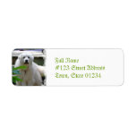 Great White Pyrenees Dog Return Address Labels