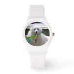 Great White Pyrenees Dog Watch