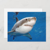 Great White Shark (Front/Back)
