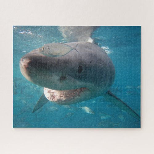 Great White Shark 520 pieces Jigsaw Puzzle