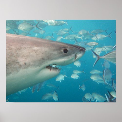 Great White Shark Close_Up Portrait Australia Poster