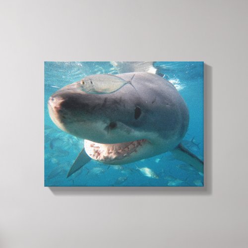 Great White Shark Close_Up Portrait Canvas Print