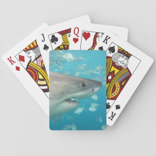 Great White Shark Close_Up Portrait Underwater Poker Cards