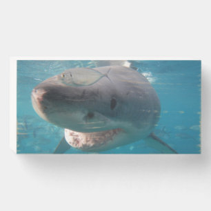 Great White Shark Close-Up Portrait Wooden Box Sign