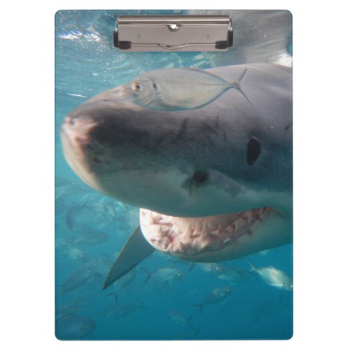 Great White Shark Closeup Clipboard