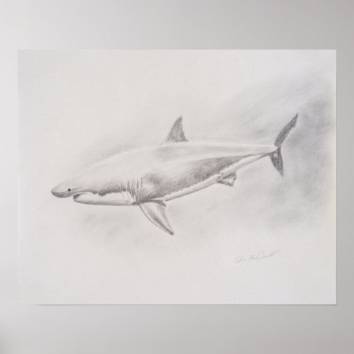 Great White Shark Drawing Poster