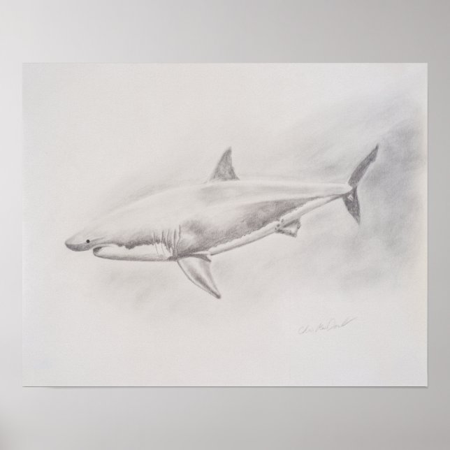 Great White Shark Drawing Poster (Front)