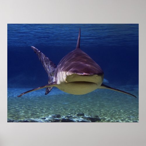 Great White Shark Encounter Poster