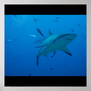 Great White Shark Fish Water Surf Swim Fin Gray Poster