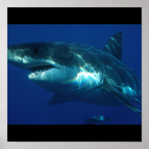 Great White Shark Fish Water Surfer Swim Fin Gray Poster