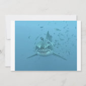 Great White Shark Isla Guadalupe (Front)