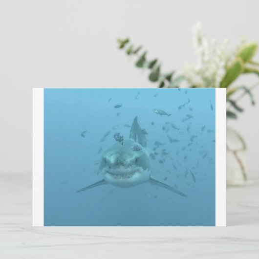 Great White Shark Isla Guadalupe (Standing Front)