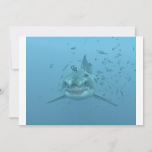 Great White Shark Isla Guadalupe Invites