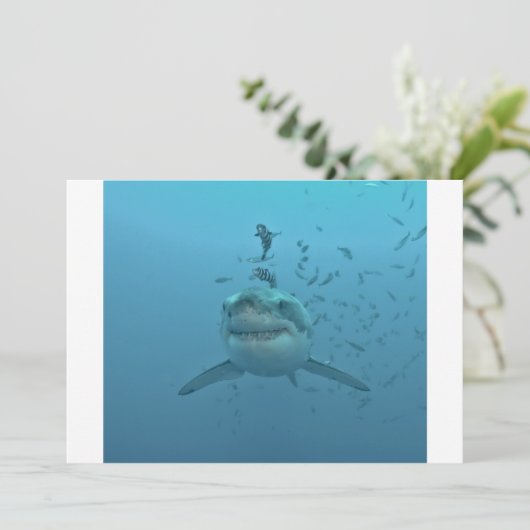 Great White Shark Isla Guadalupe (Standing Front)