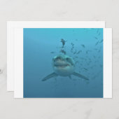 Great White Shark Isla Guadalupe (Front/Back)