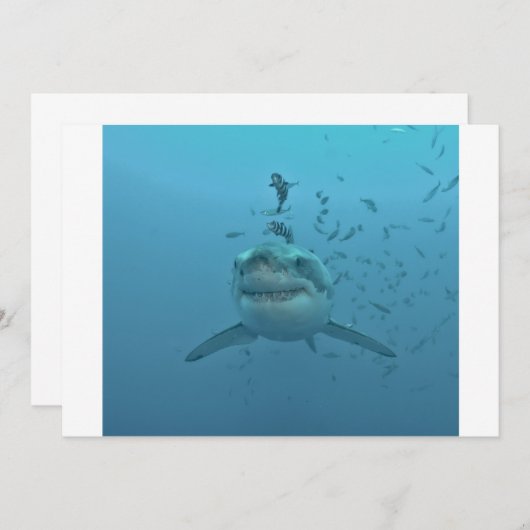 Great White Shark Isla Guadalupe (Front/Back)