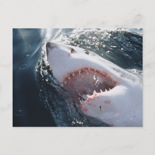 Great White Shark on sea Postcard