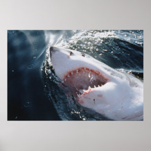 Great White Shark on sea Poster