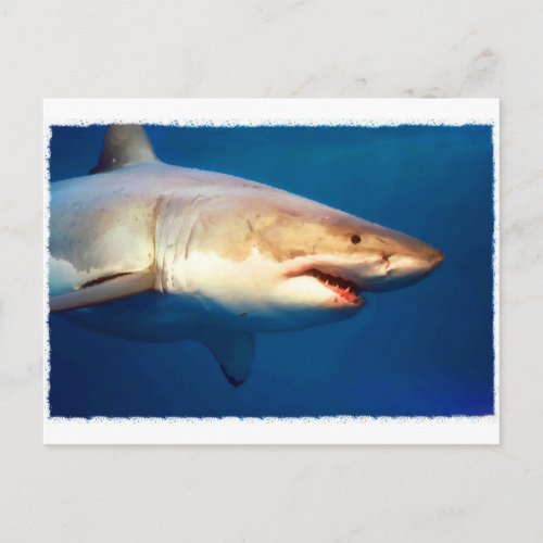 Great White Shark Postcard