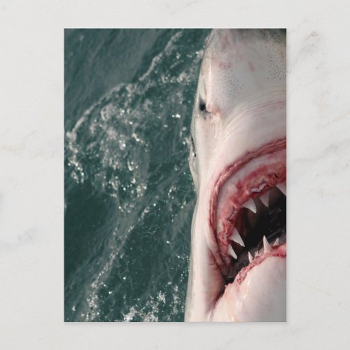 Great white shark postcard