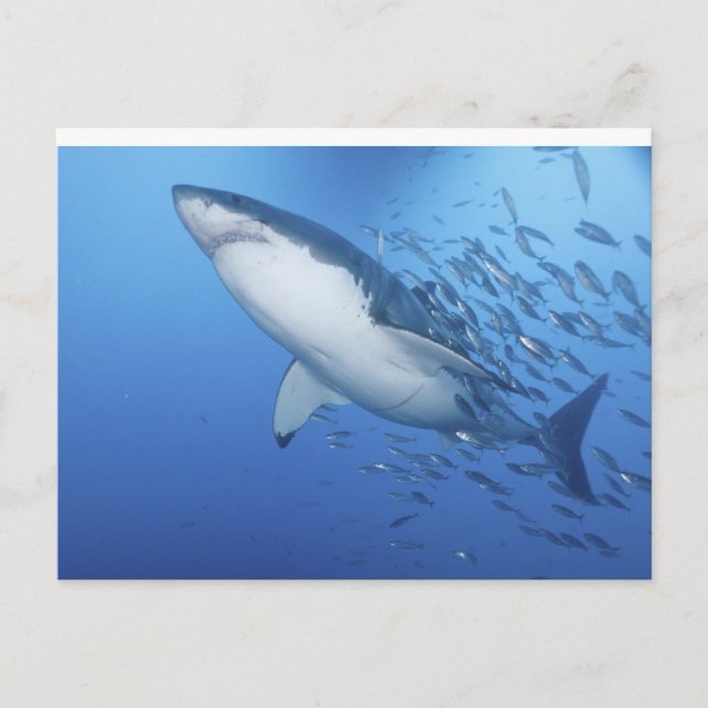 Great White Shark Postcard (Front)