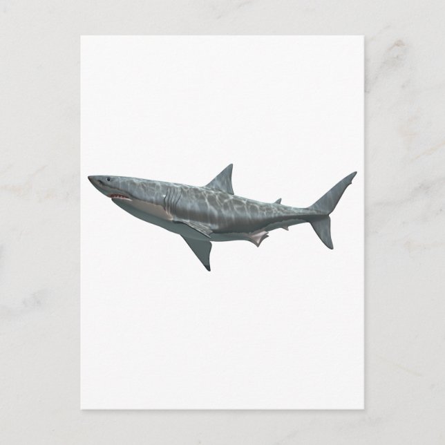 Great White Shark Postcard (Front)