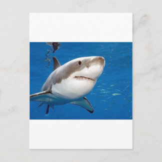 Great White Shark Postcard