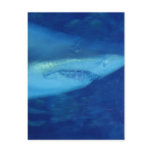 Great White Shark Postcard