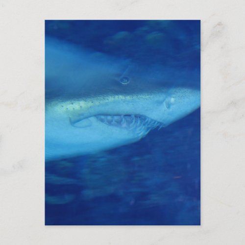 Great White Shark Postcard