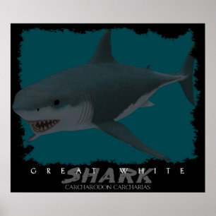 Great White Shark Poster